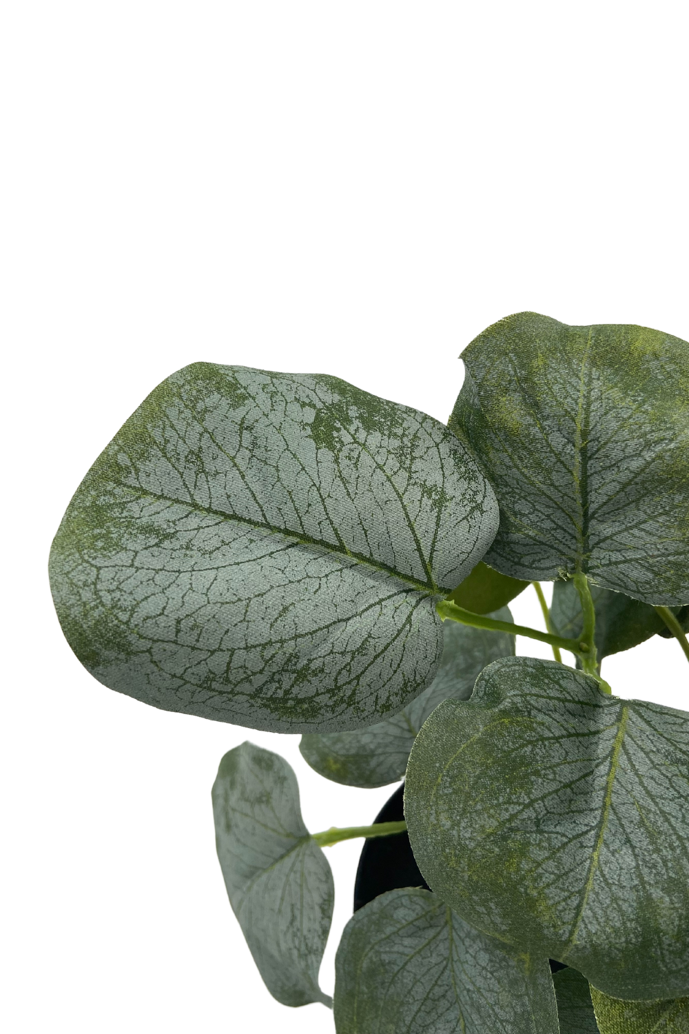 Plante Artificielle Polyscias 30cm