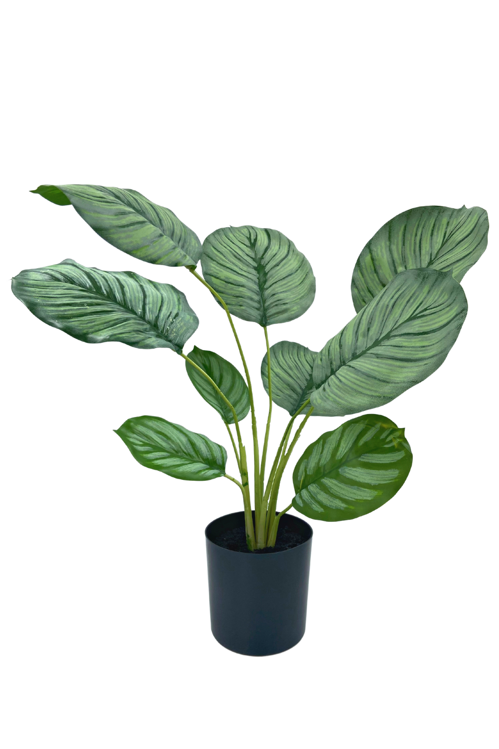 Calathea artificielle 45cm