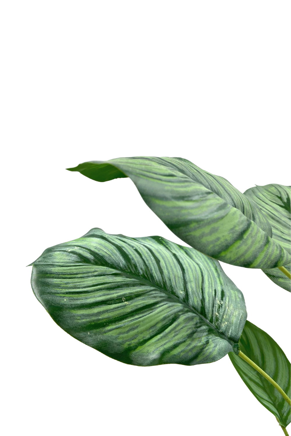 Calathea artificielle 45cm