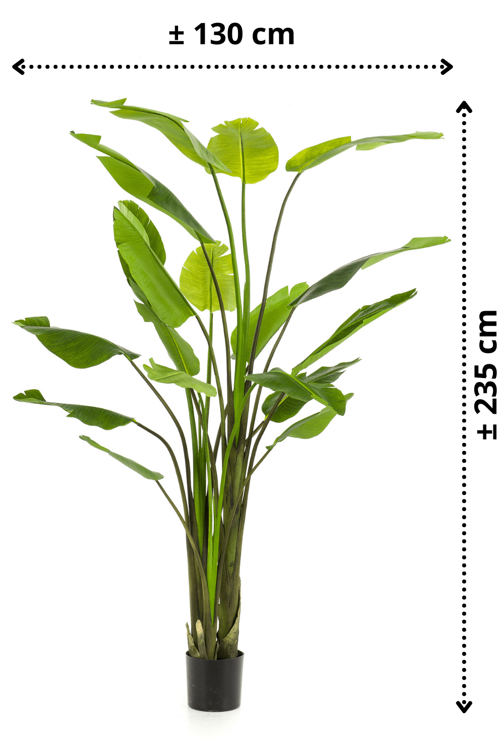 afmetingen Strelitzia Nicolai Kunstplant 235cm