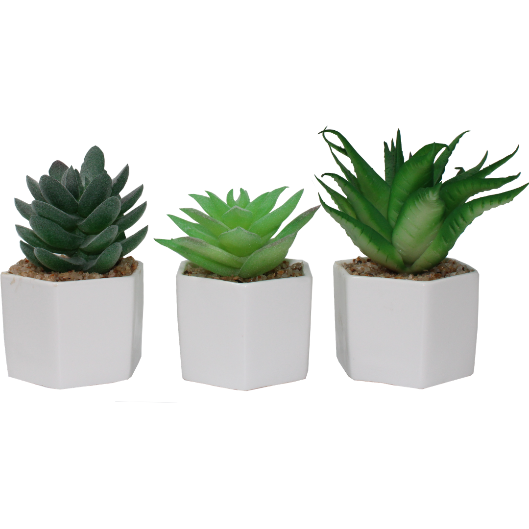 Plante succulente artificielle