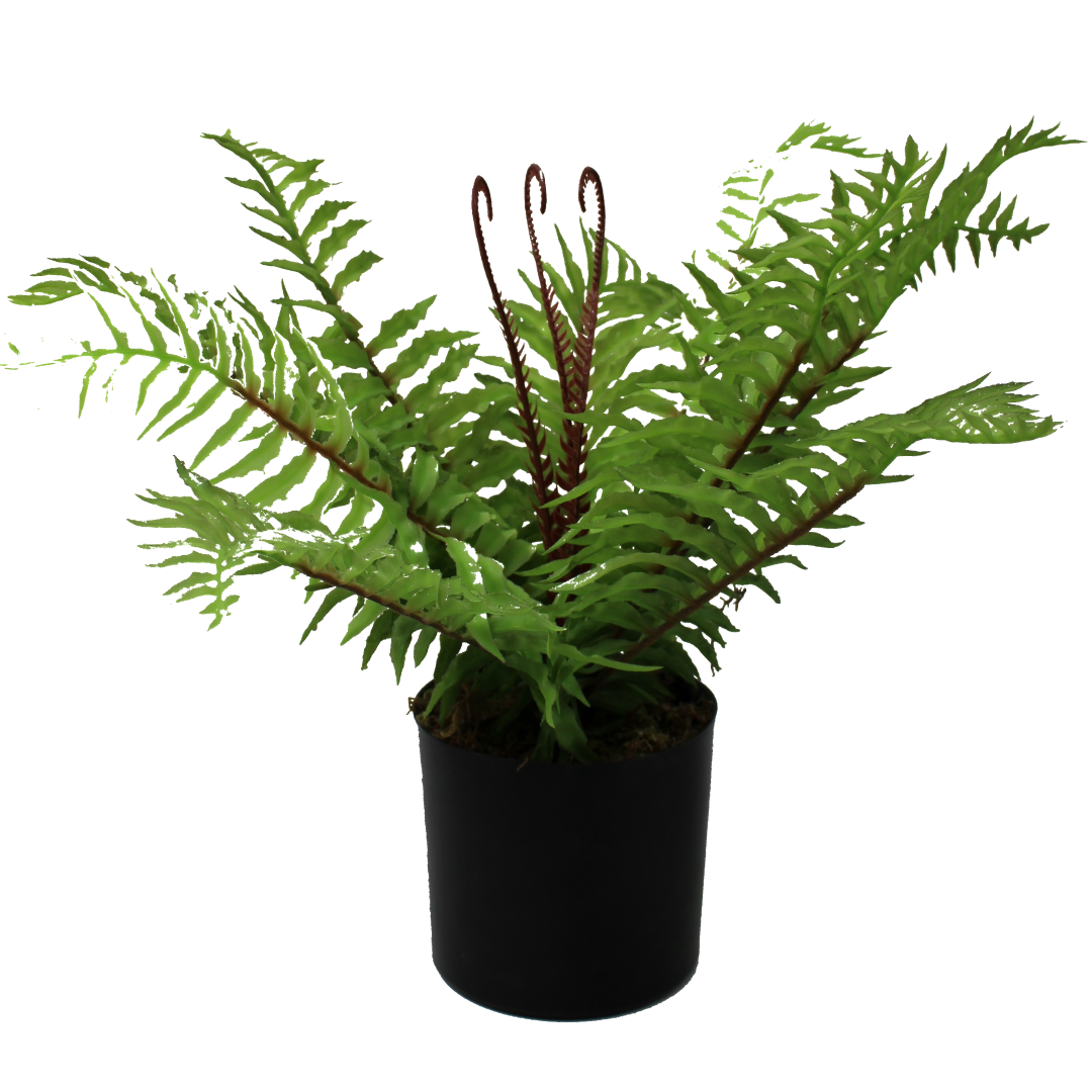 Fougère artificielle