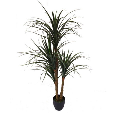 Art Dracaena