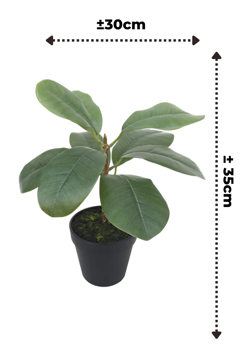 Dimensions du Ficus Artificiel 35cm