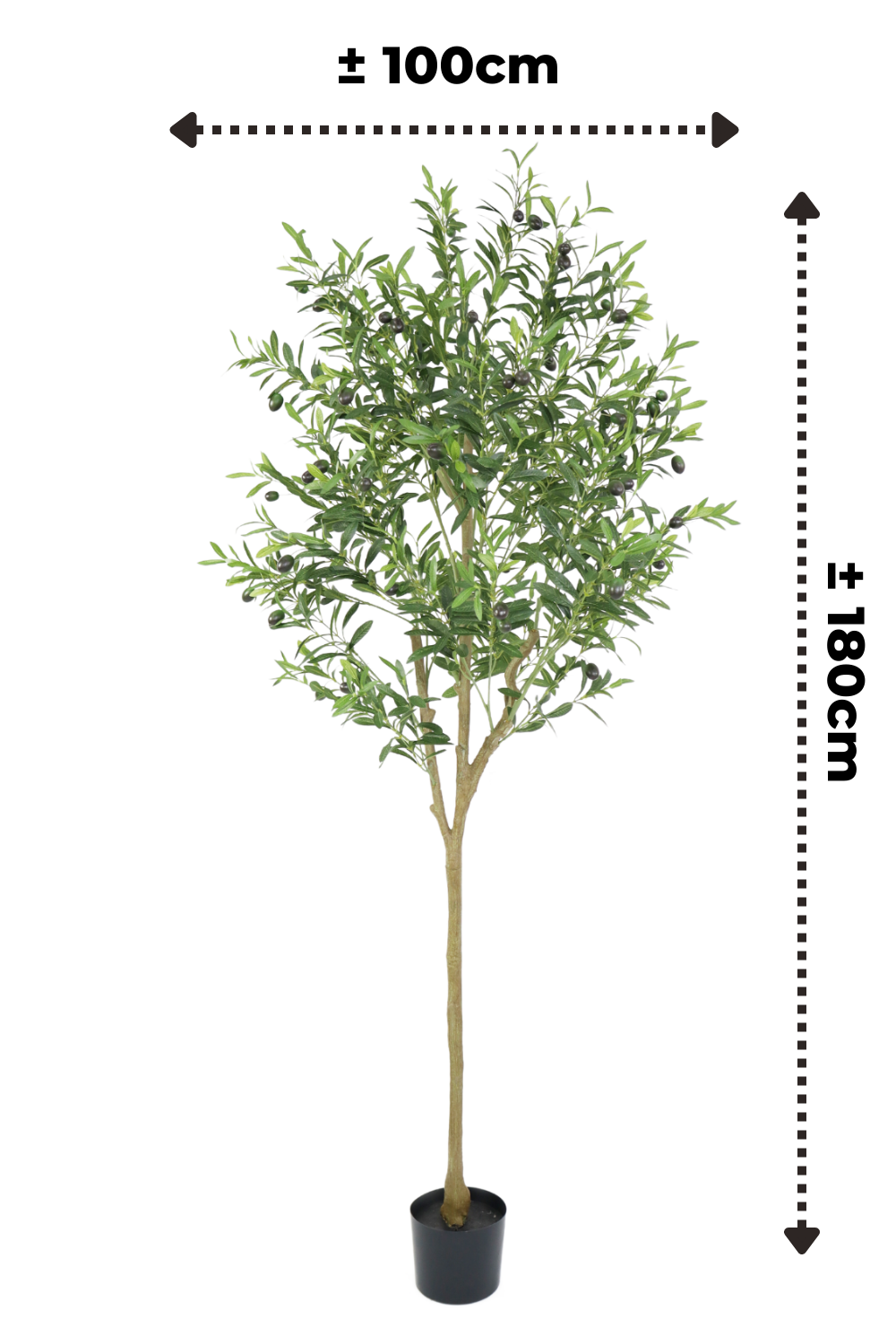 Dimensions de l’Olivier Artificiel 180cm