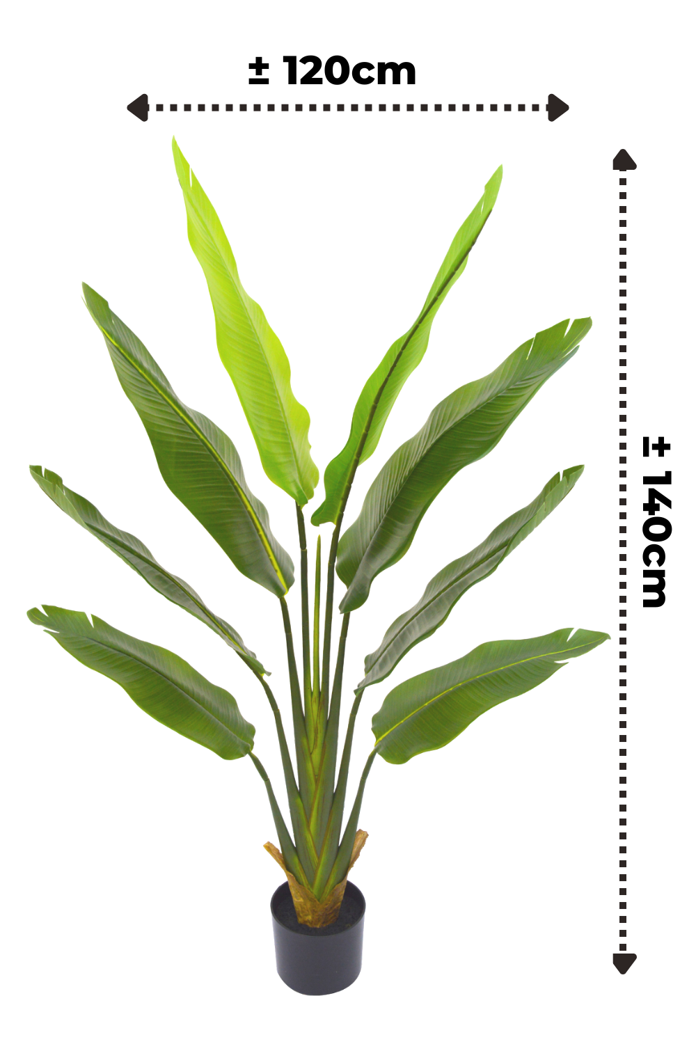 Dimensions de la Strelitzia Artificielle 140cm