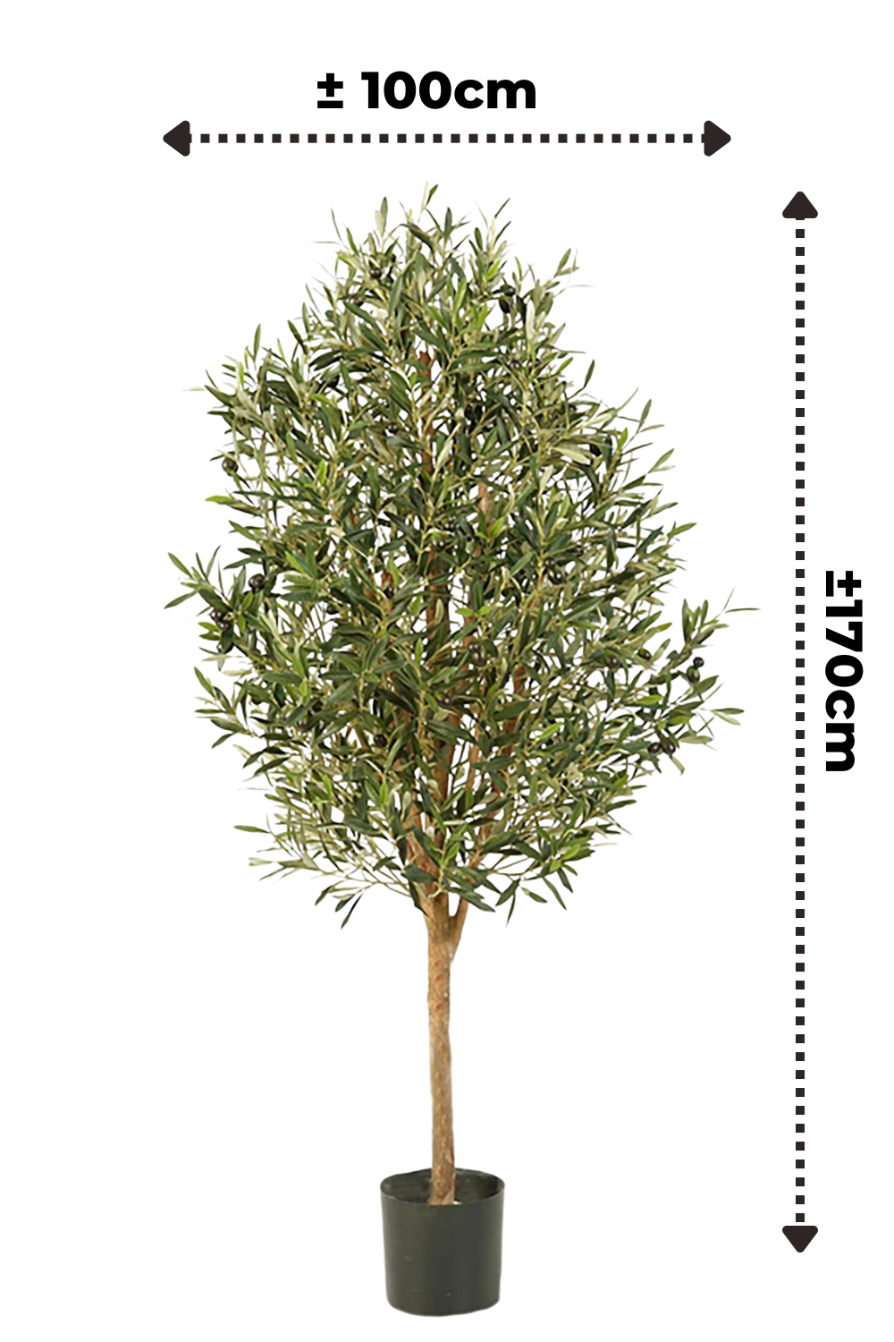 Dimensions du Olivier Artificiel 170cm Deluxe