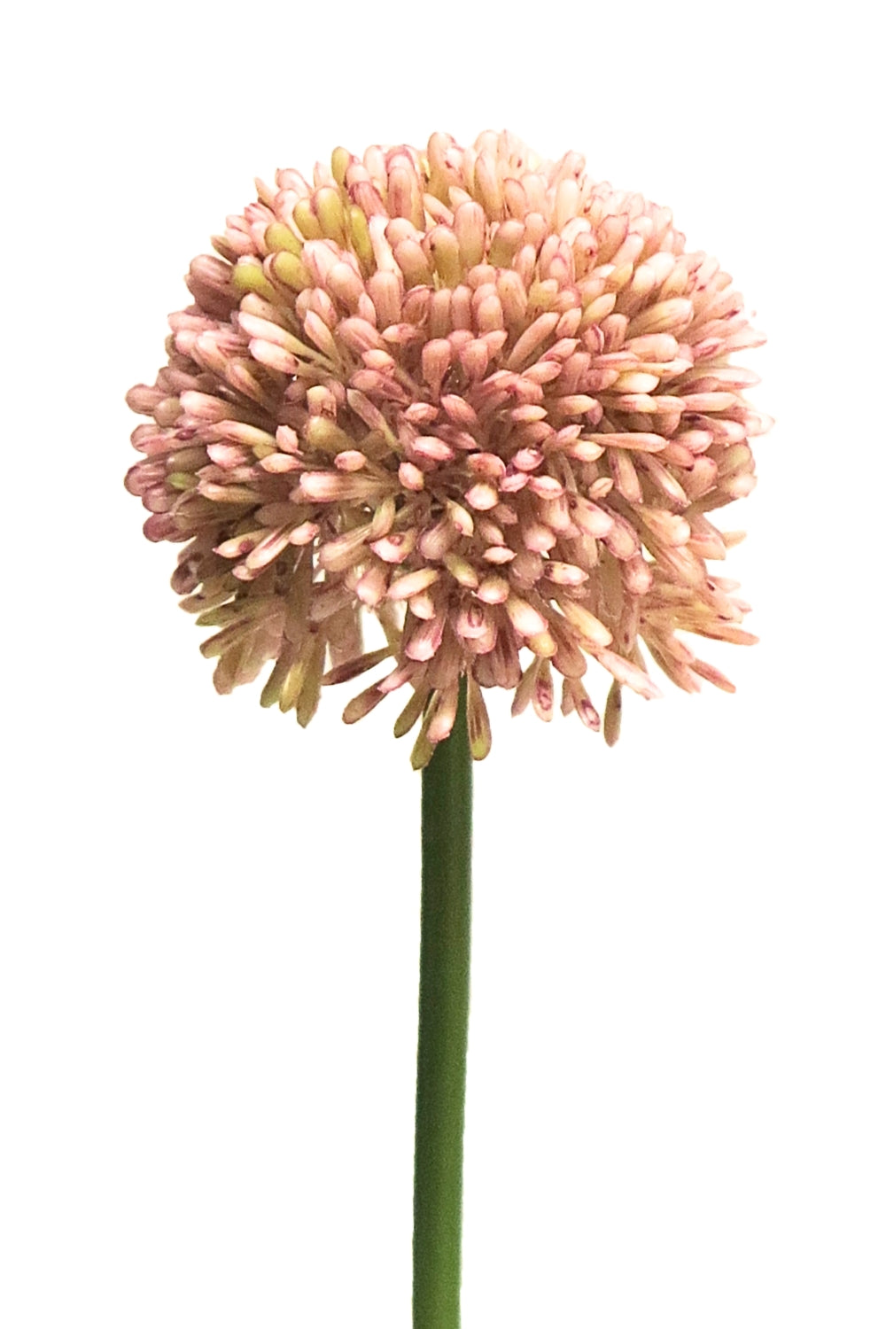 Allium Fleur Artificielle Rose 44cm