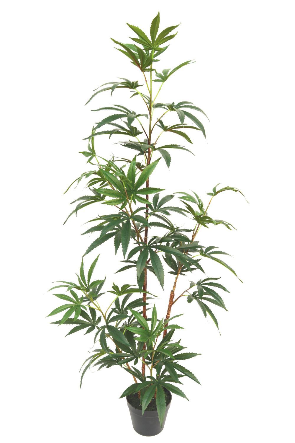 Aralia Artificielle 130cm