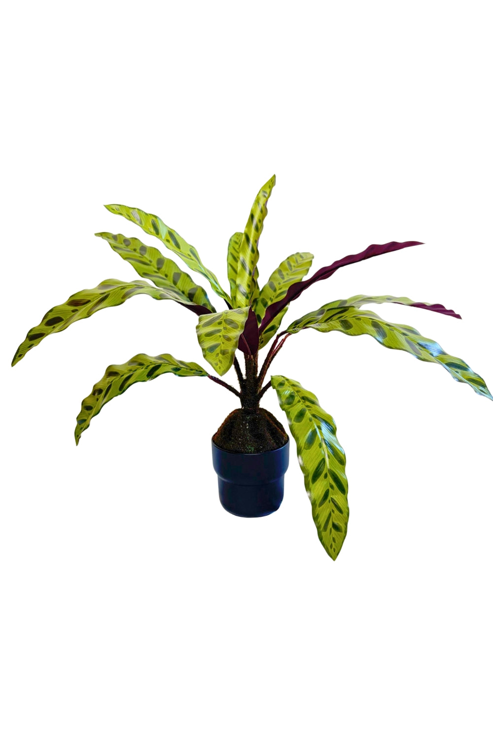 Calathea Artificielle 45cm