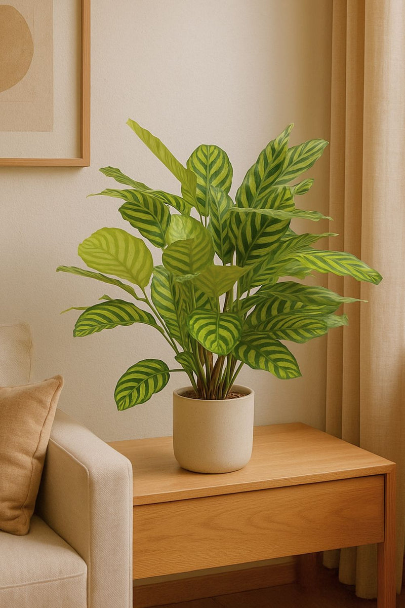 Photo d’ambiance de la Calathea Artificielle 75cm