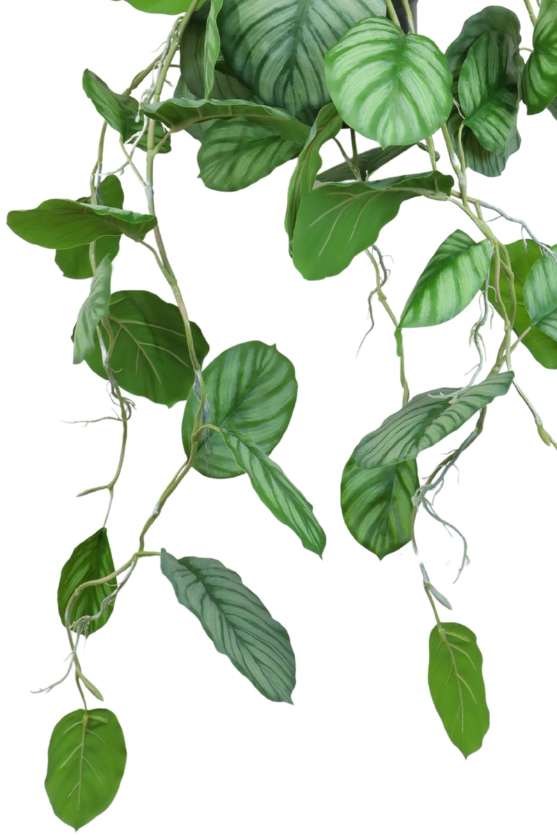 Détails des branches de la Calathea Artificielle Suspendue 95cm