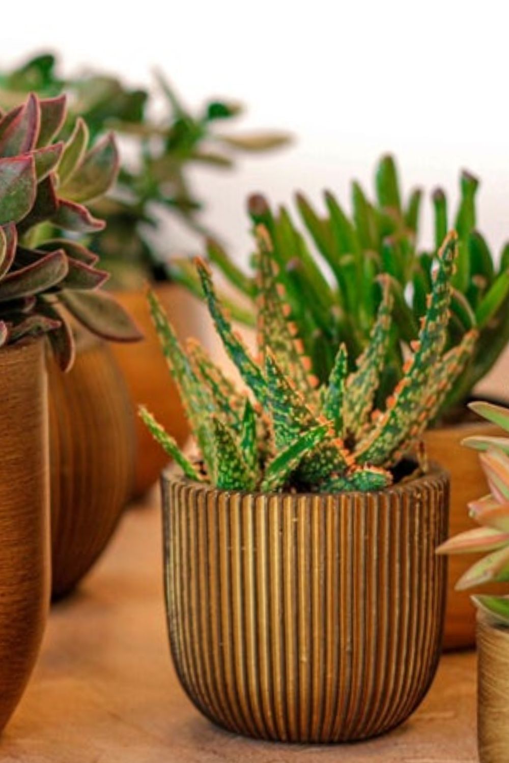 Photo d’ambiance du Pot de fleur Capi Groove boule 14x13 Noir/Or