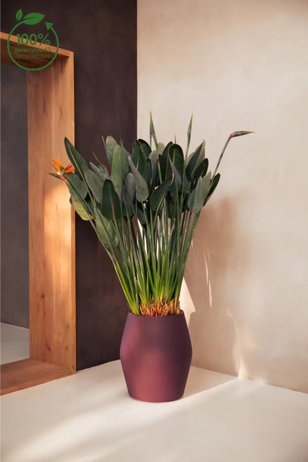 Photo d'ambiance du Pot de fleur Elho June Split High 46 cm Prune Vintage