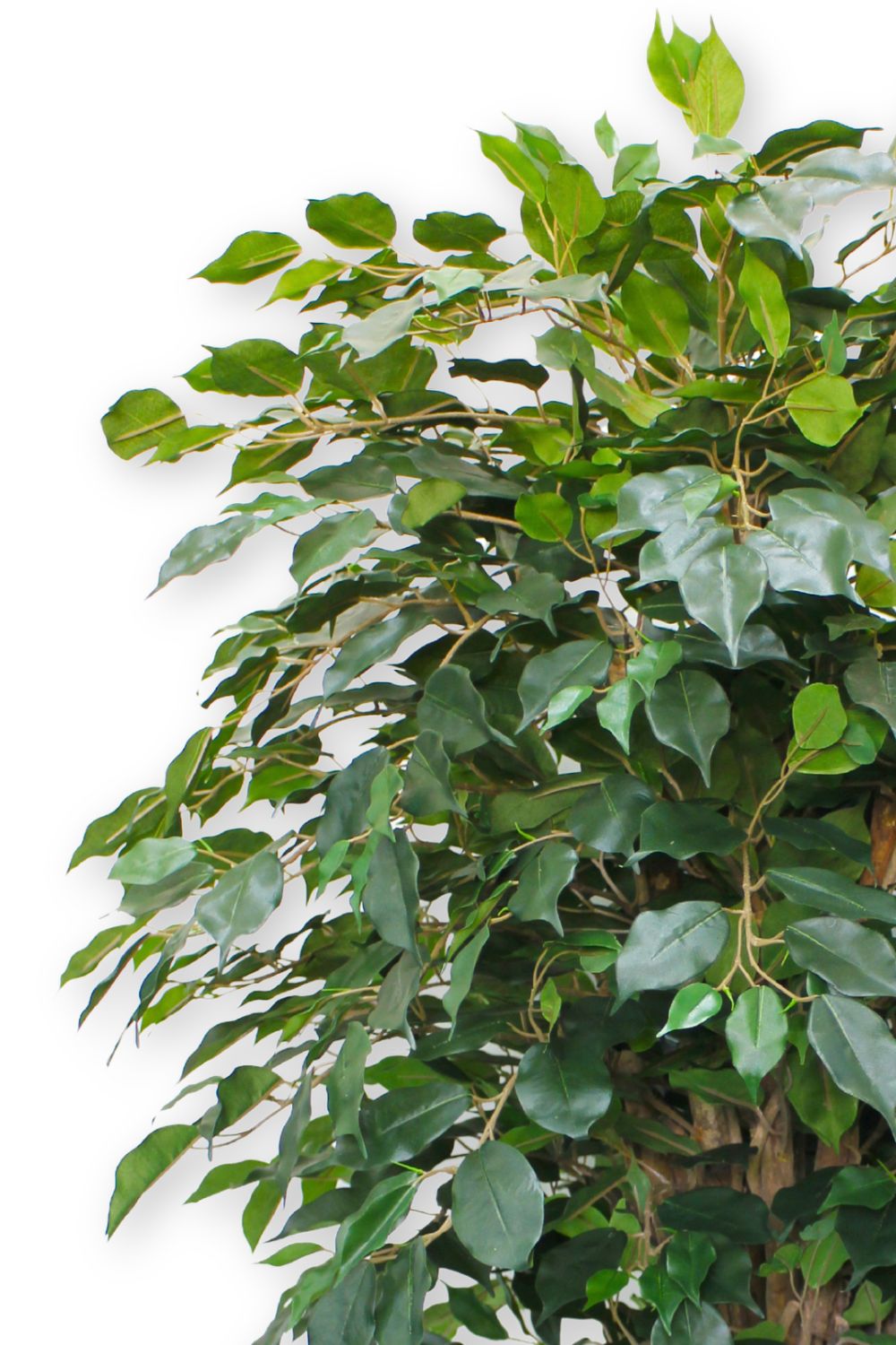 Ficus Liana artificielle 180 cm