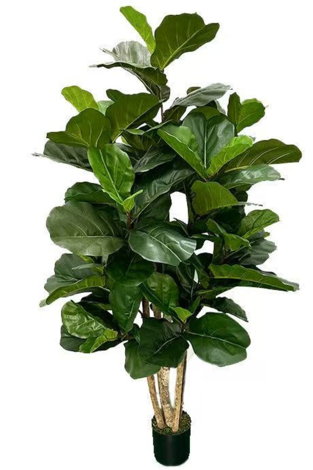 Ficus Artificiel 180cm