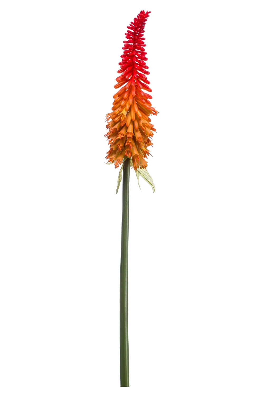 Kniphofia Fleur Artificielle 85cm Orange