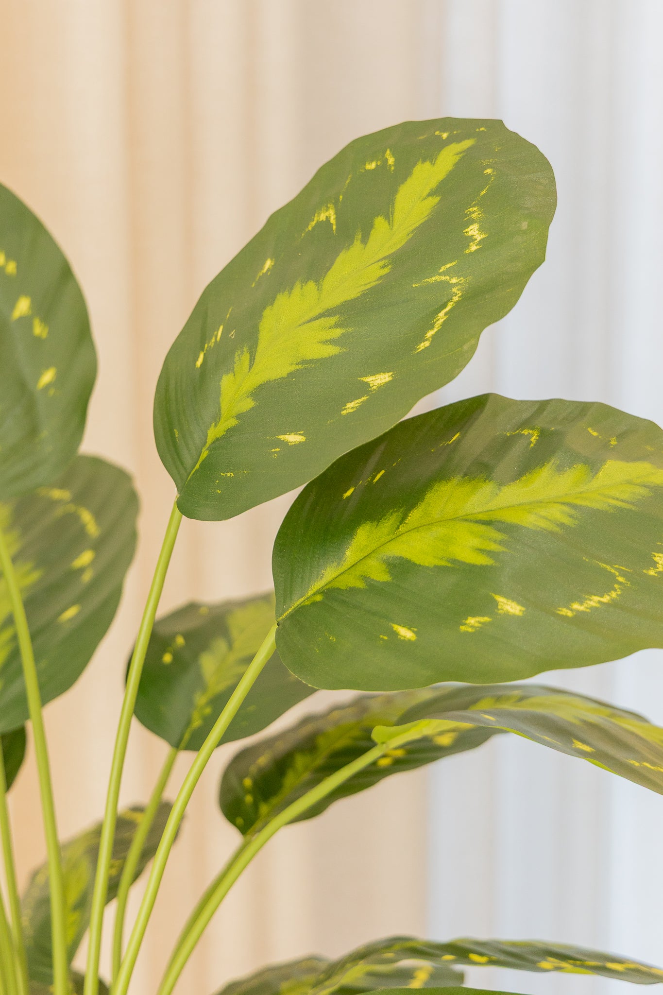 Calathea Artificielle 70cm