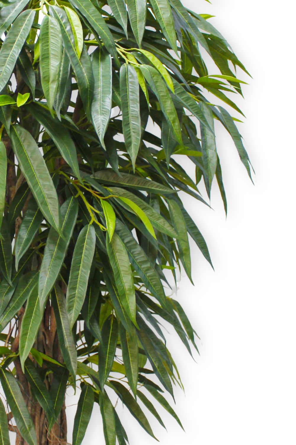 Plante Artificielle Longifolia 180 cm