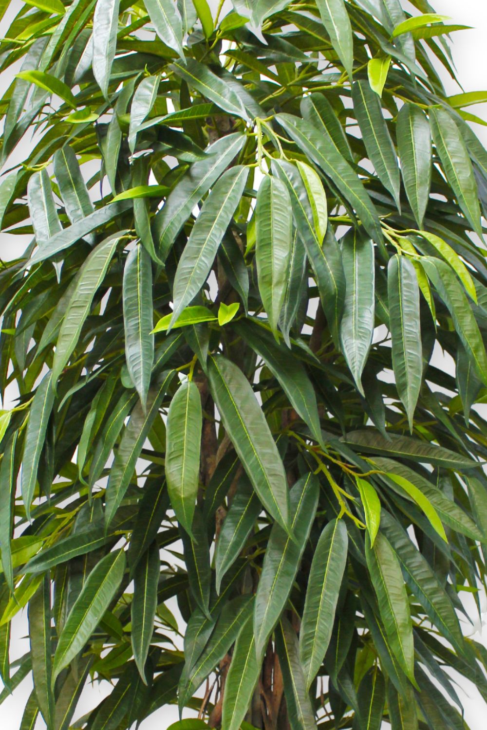 Plante Artificielle Longifolia 180 cm