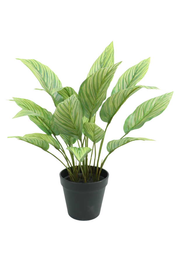 Maranta Artificielle 40cm
