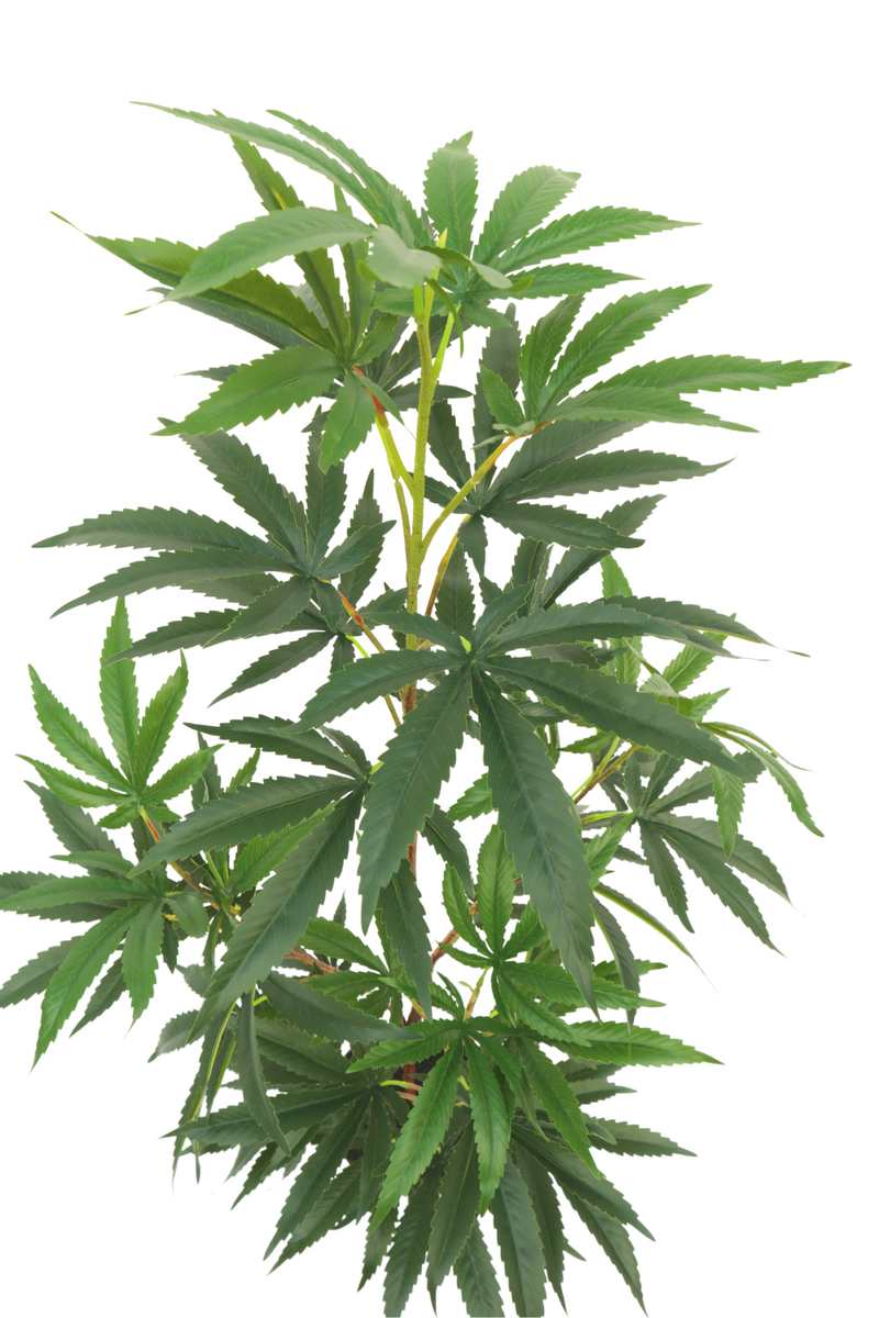 Aralia artificielle 100 cm