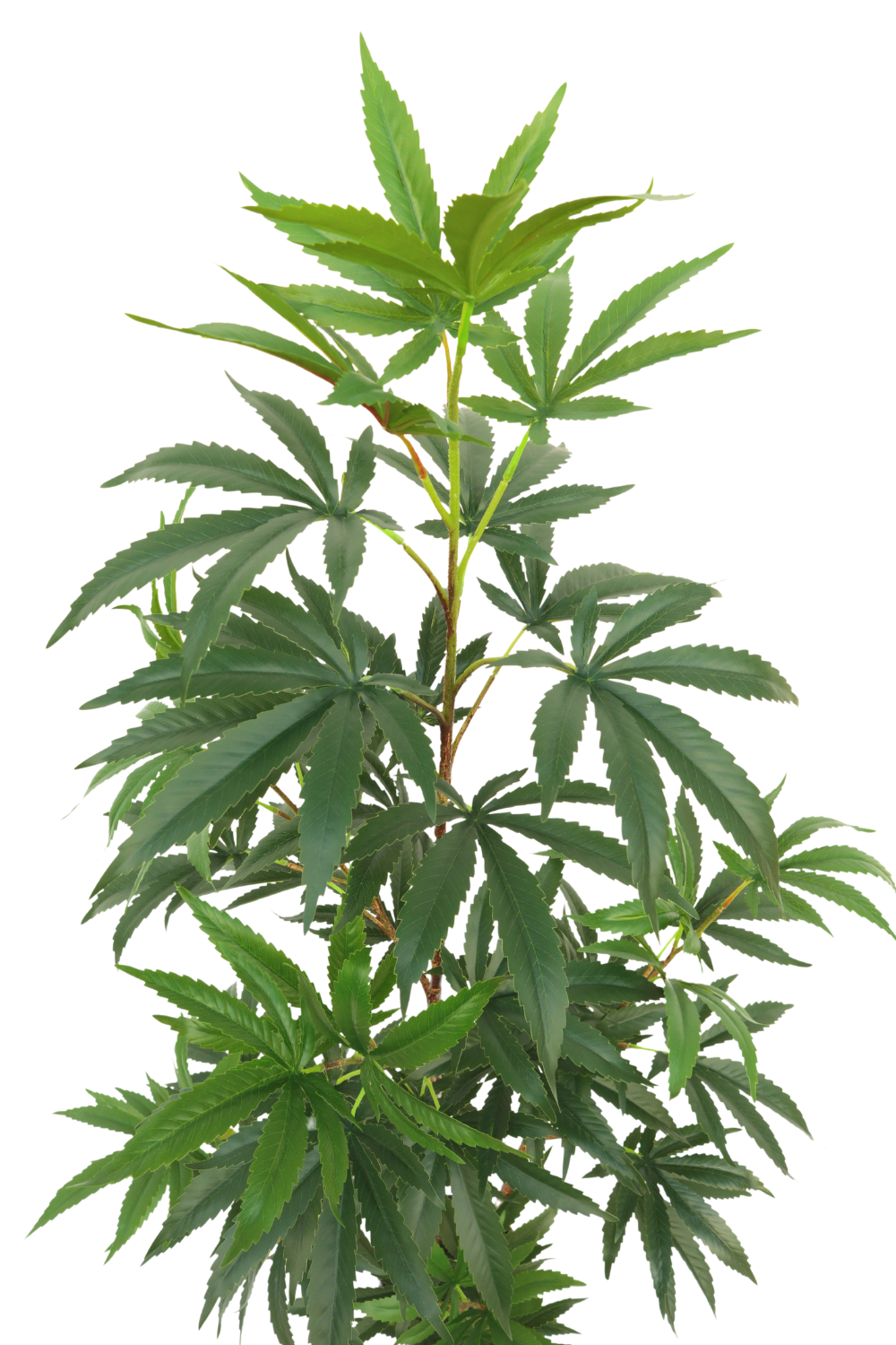 Feuilles Aralia Artificielle 130cm