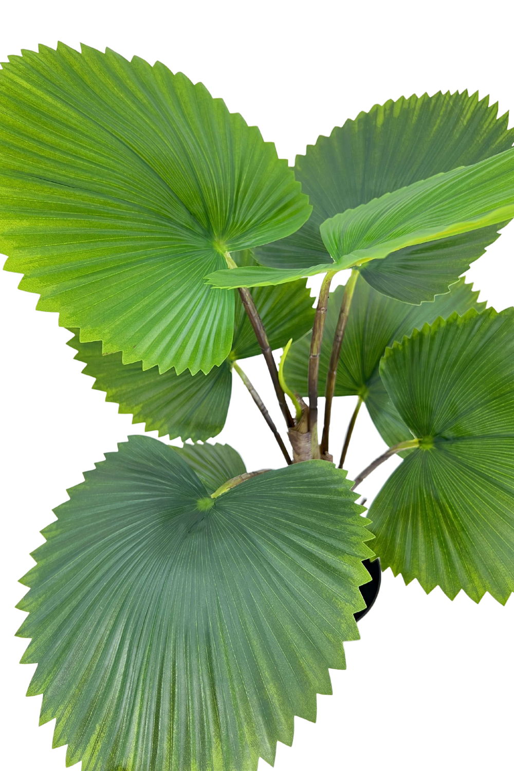 Vue de dessus du Palmier Éventail Artificiel 75cm