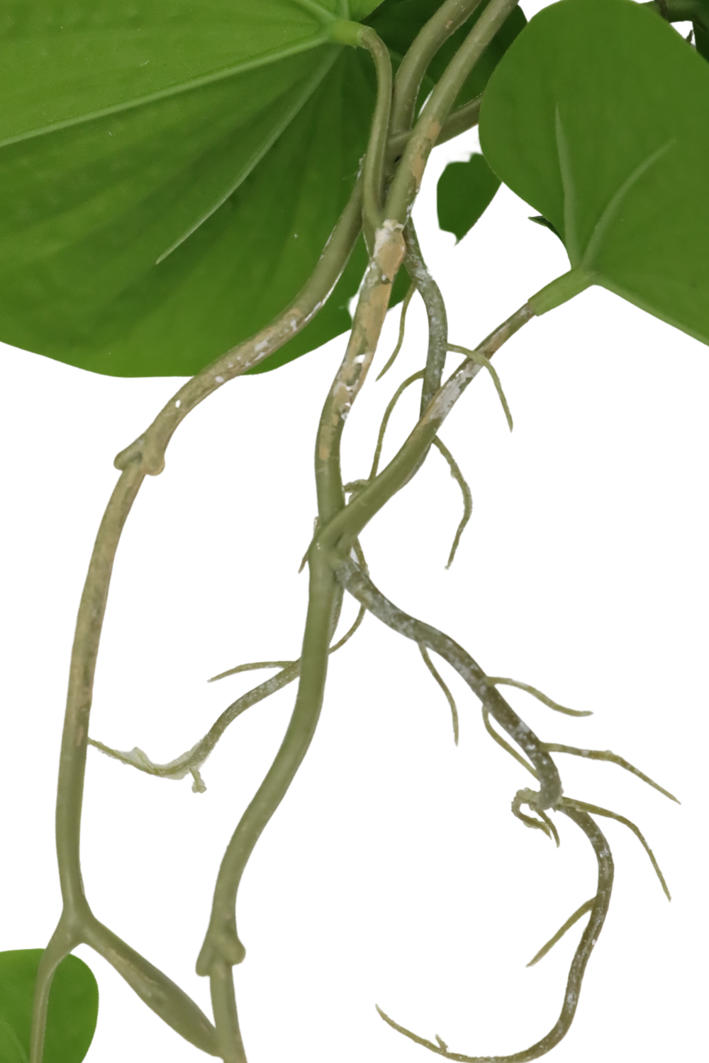 Racines de la Neocheiropteris Artificielle Suspendue 80cm