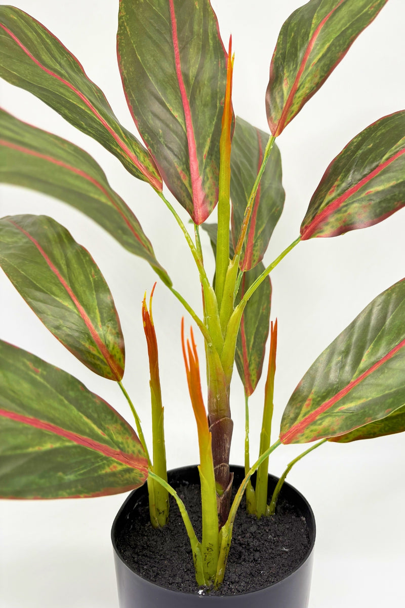 Cordyline artificielle 50 cm