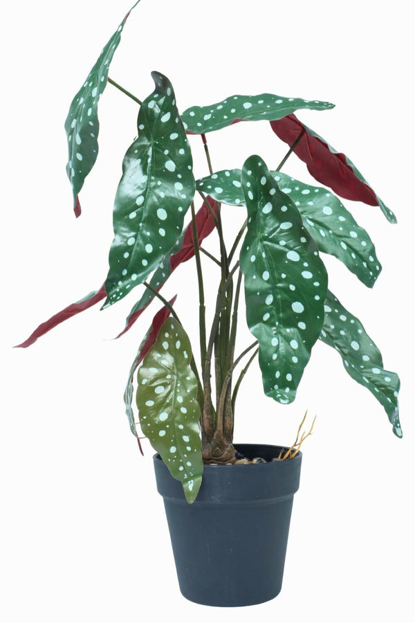 Plante artificielle Bégonia Maculata 55 cm