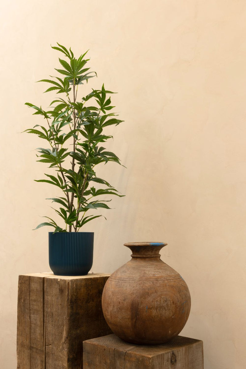 Aralia artificielle 100 cm