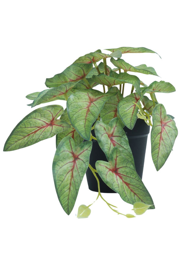 Plante artificielle Caladium 17 cm