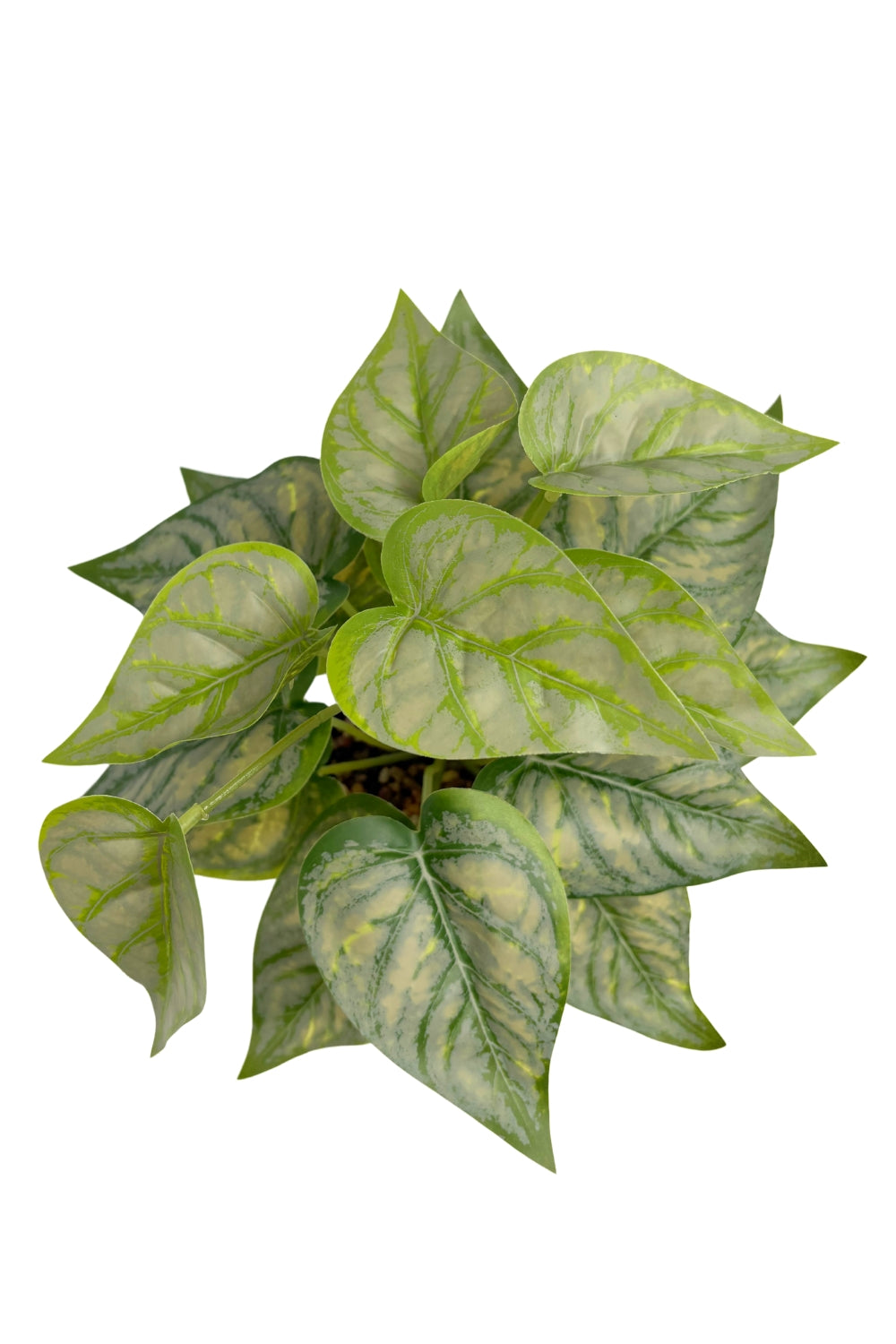 Plante artificielle Caladium 32 cm - prettyplants