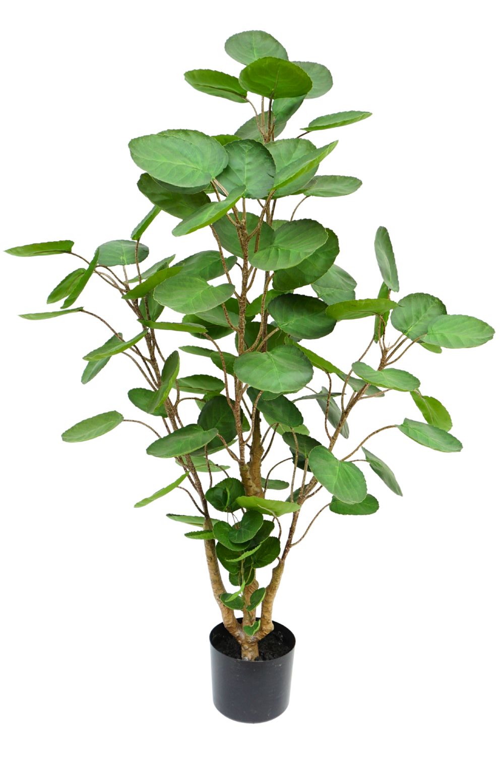 Polyscias Artificiel 110cm