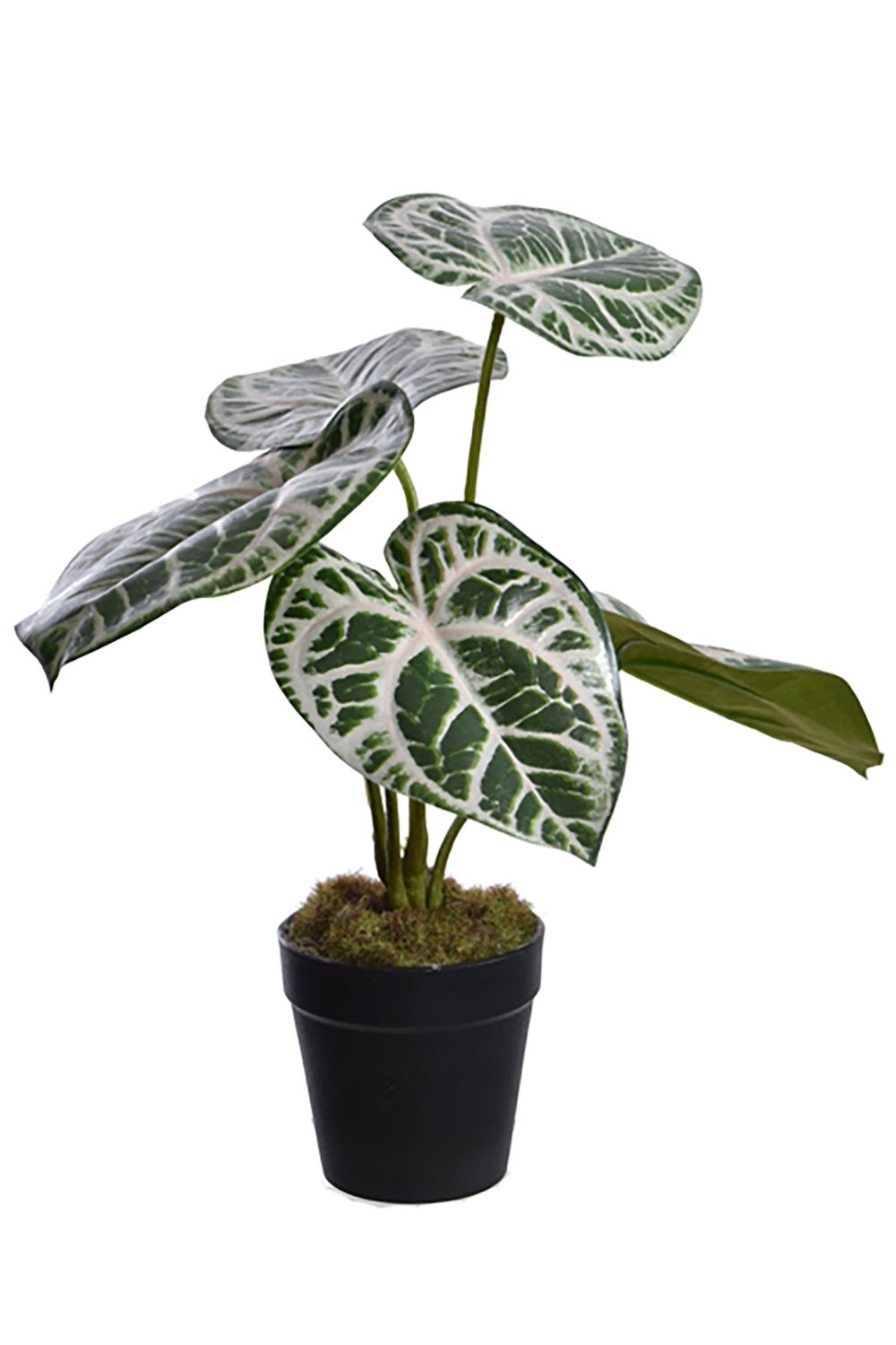 Calathea Artificielle 30cm