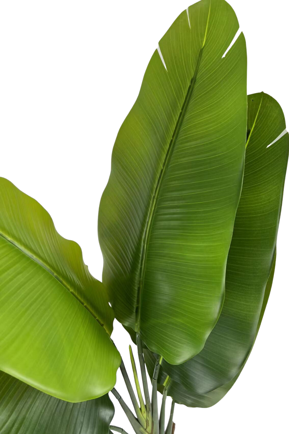 Détails des feuilles de la Strelitzia Artificielle 140cm