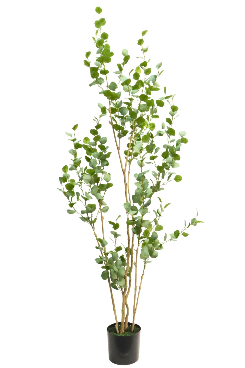 Eucalyptus Artificiel 210cm