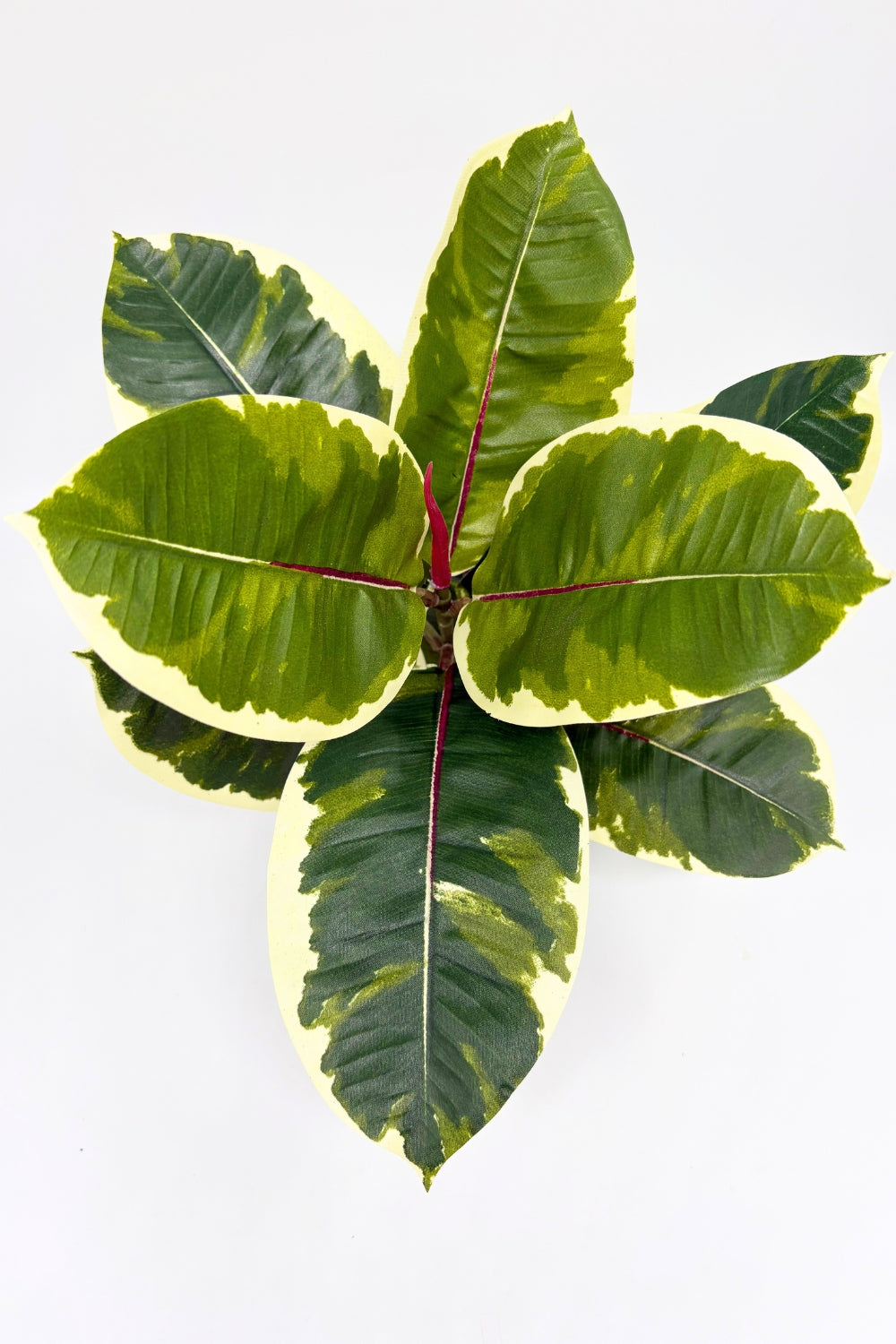 Plante artificielle Ficus Elastica 30 cm