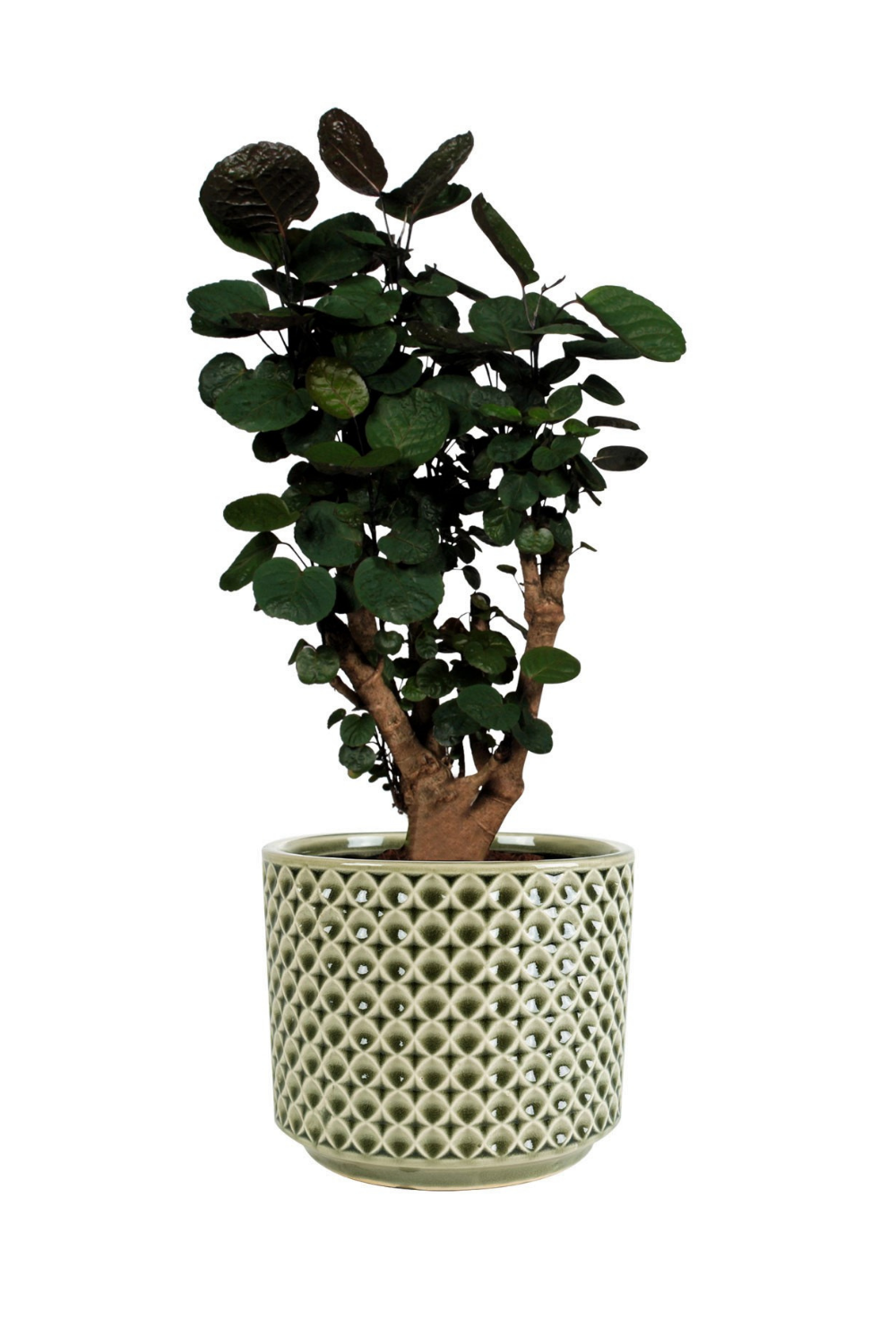 Pot de Fleurs Thies Vert Olive 16Hx17Øx15Ø