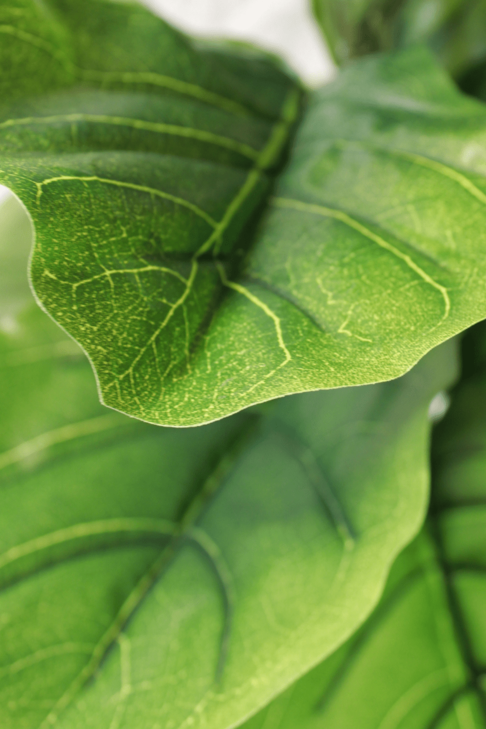 blad Ficus Kunstplant 100cm