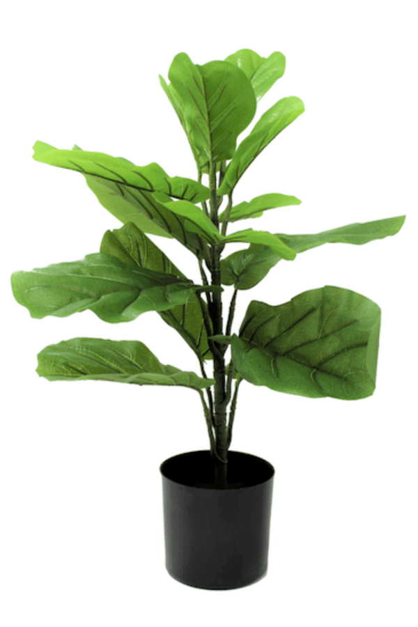 Ficus Kunstplant 60cm