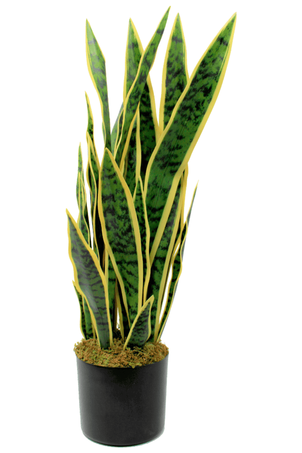 Sansevieria Kunstplant 70cm