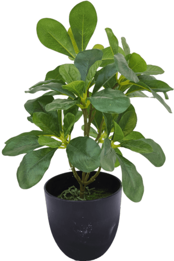 Plante artificielle Schefflera 30cm