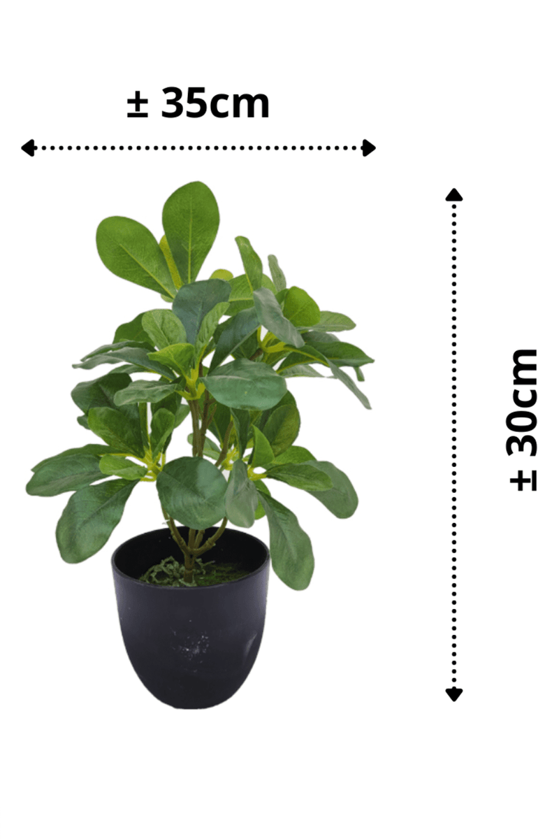 Plante artificielle Schefflera 30cm