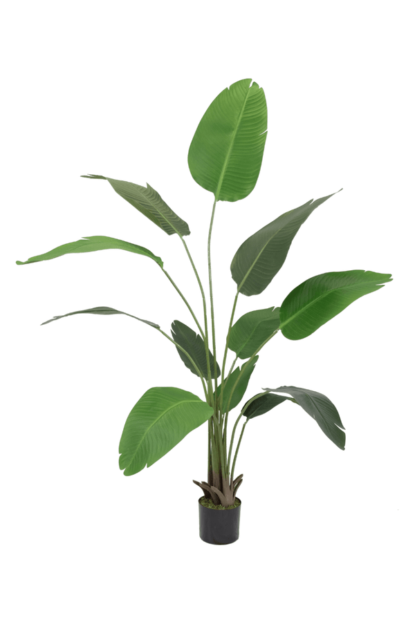 Plante Artificielle Strelitzia 180cm